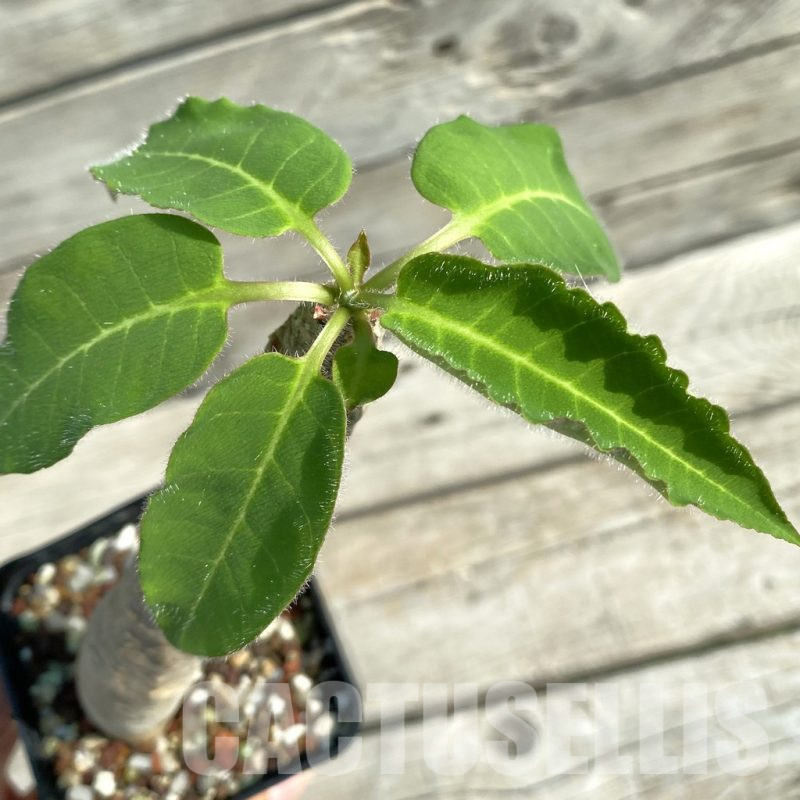 SH14603 Euphorbia ankarensis