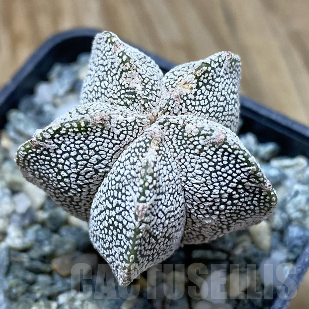 SH14579 Astrophytum myriostigma ‘Onzuka’