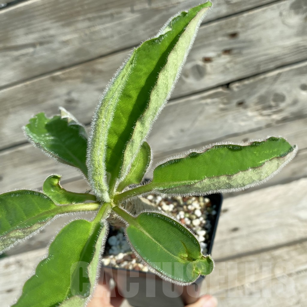 SH14604 Euphorbia ankarensis