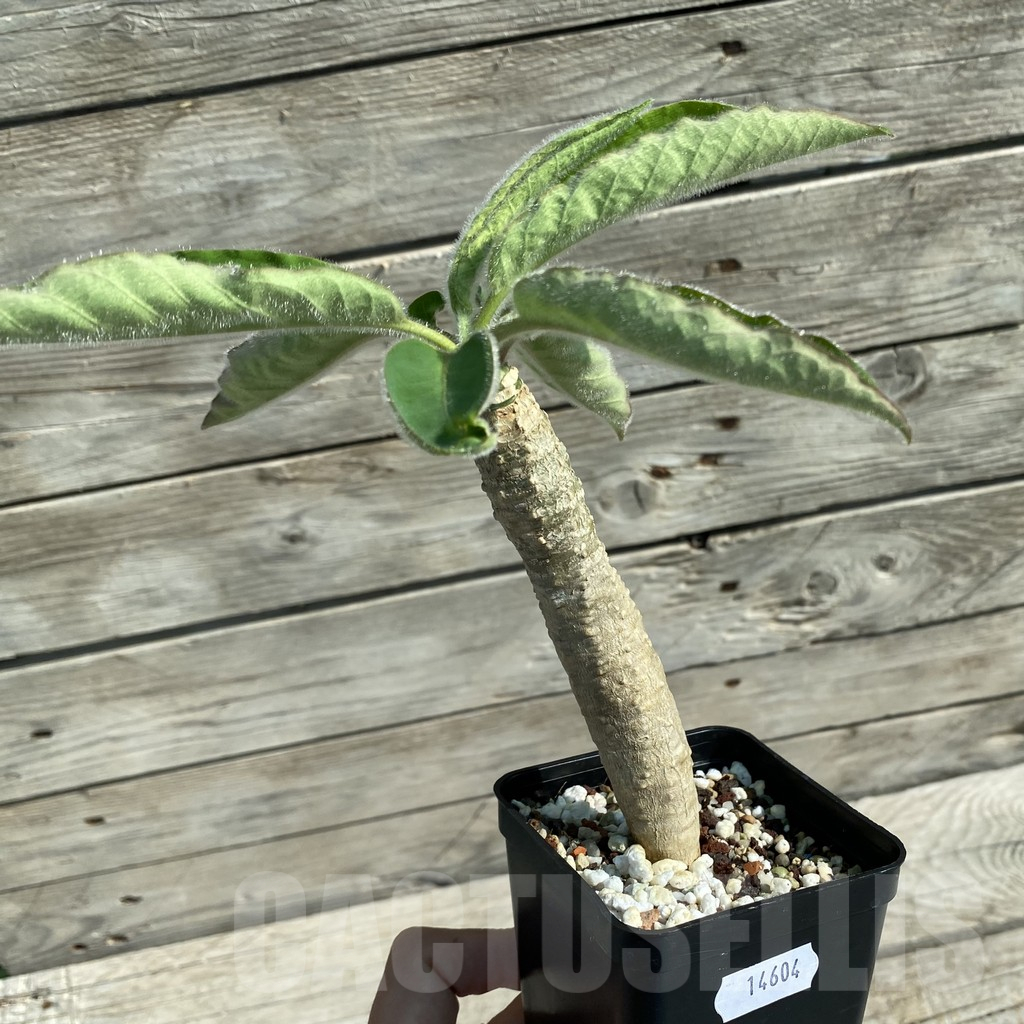 SH14604 Euphorbia ankarensis - Image 2