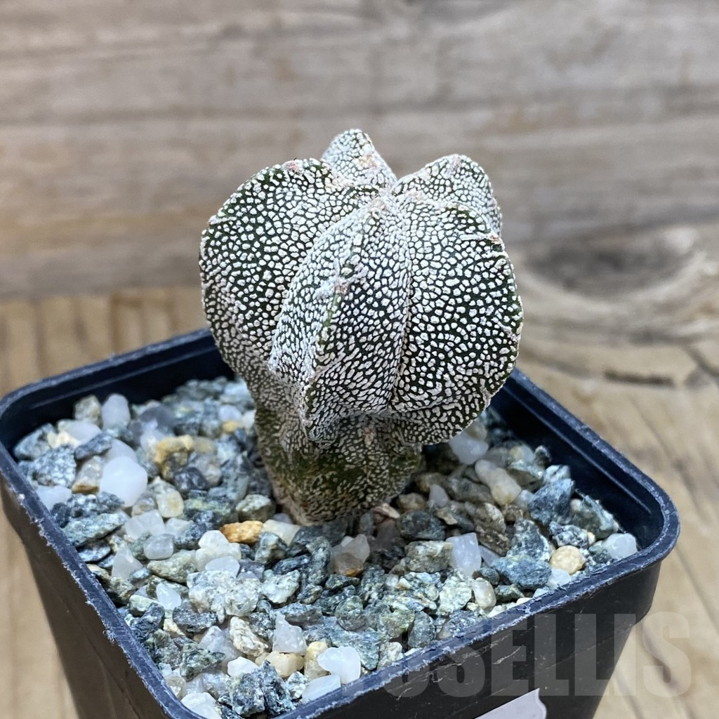 SH14579 Astrophytum myriostigma ‘Onzuka’ - Image 2
