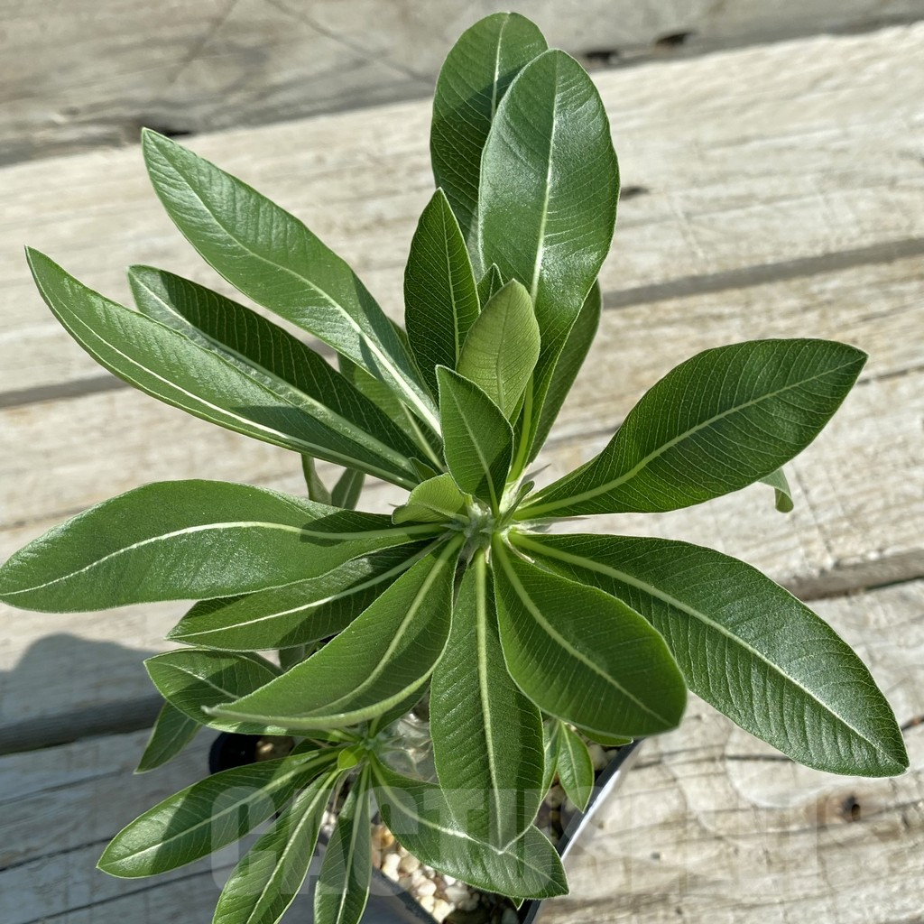 SH14607 Pachypodium horombense