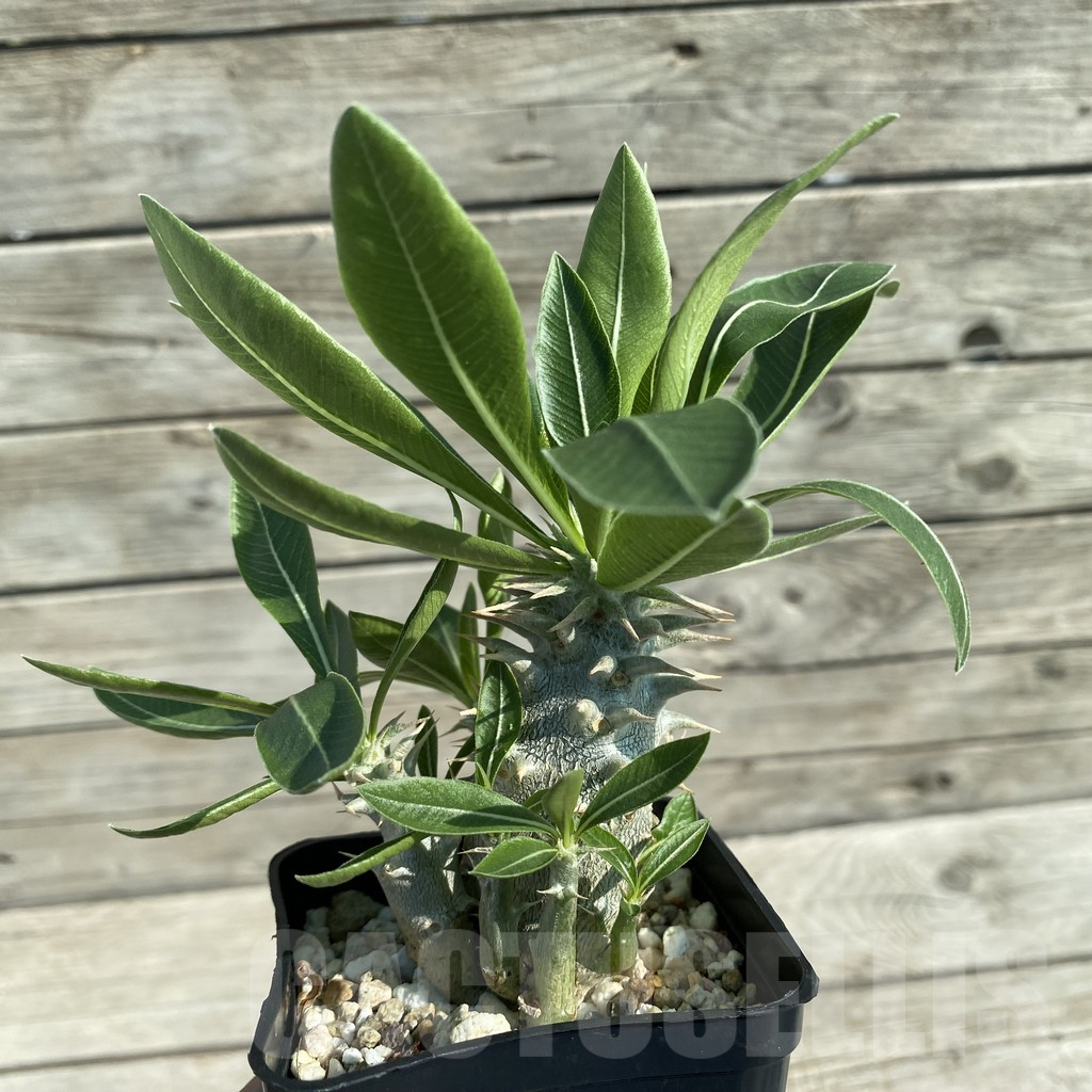 SH14607 Pachypodium horombense - Image 2