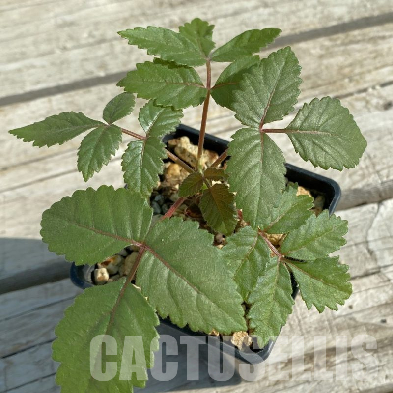 SH14608 Beiselia mexicana