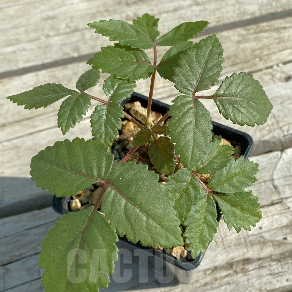 SH14608 Beiselia mexicana