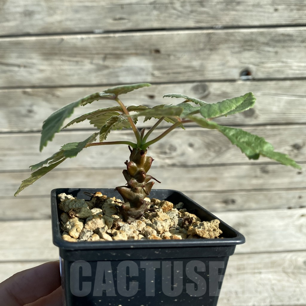 SH14608 Beiselia mexicana - Image 2