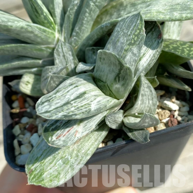 SH14680 Gasteria disticha f. variegata