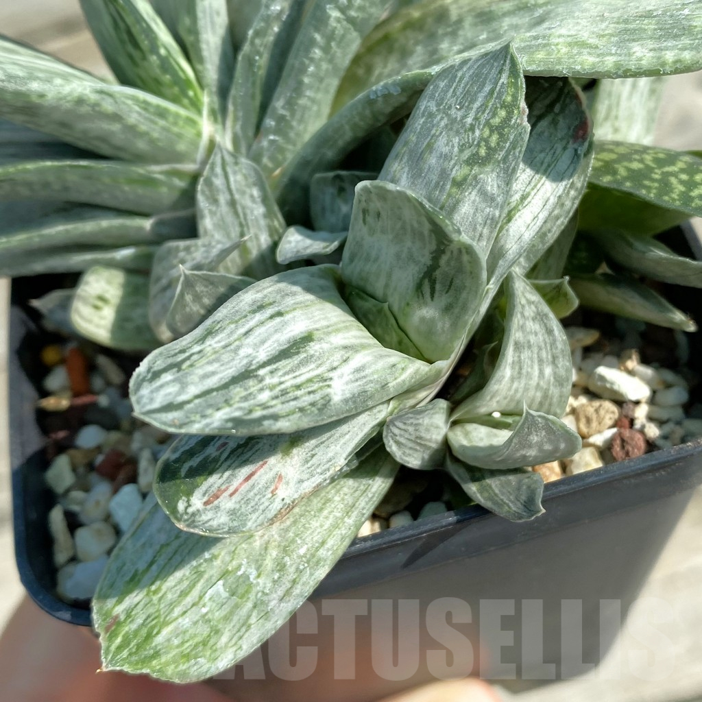 SH14680 Gasteria disticha f. variegata