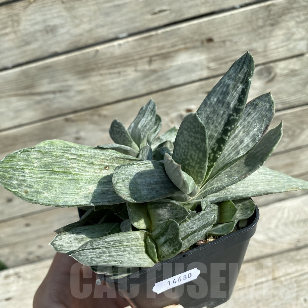 SH14680 Gasteria disticha f. variegata - Image 2