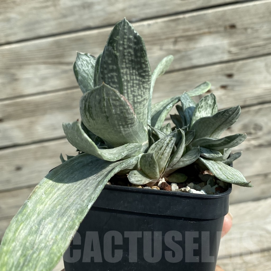 SH14680 Gasteria disticha f. variegata - Image 3