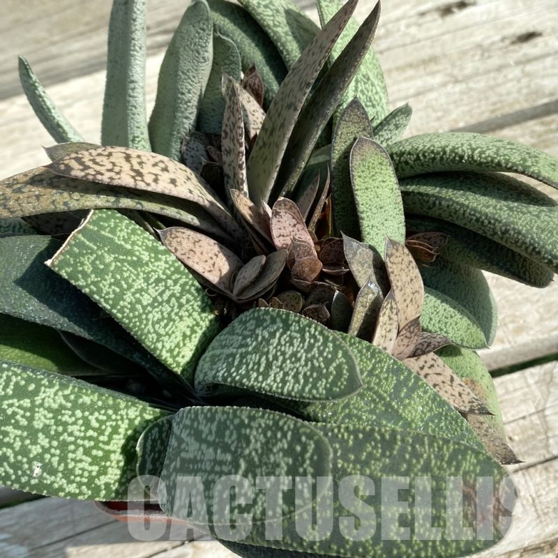 SH14681 Gasteria mix