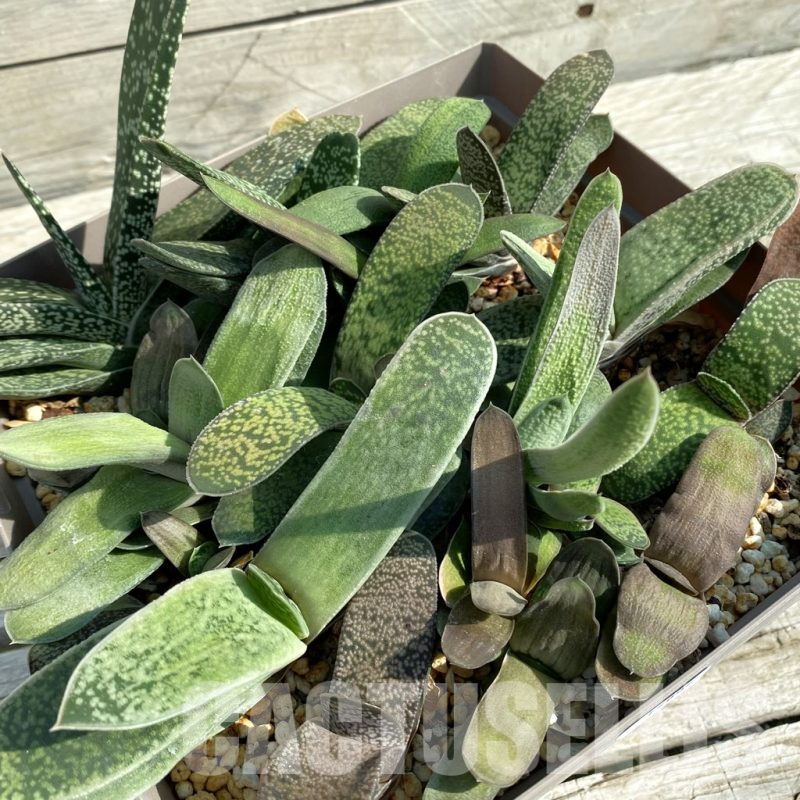 SH14682 Gasteria mix