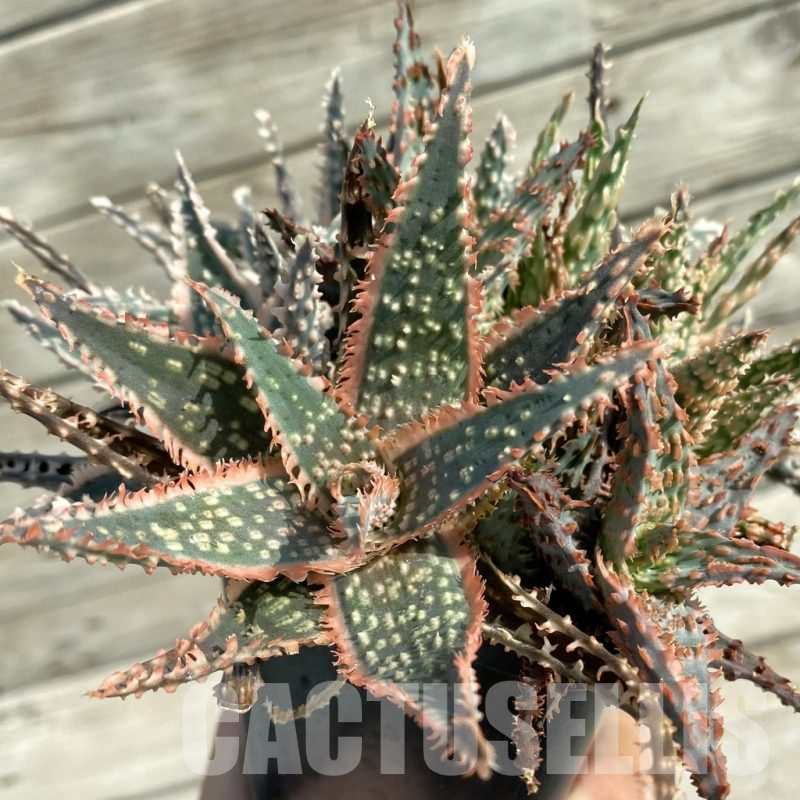 SH14683 Aloe TCT hybrid mix