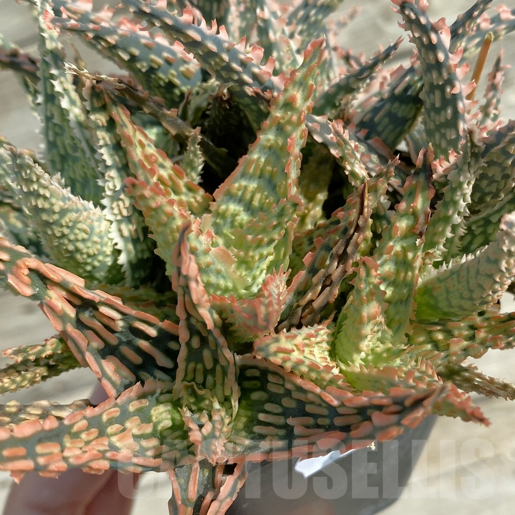 SH14684 Aloe TCT hybrid mix - Зображення 2