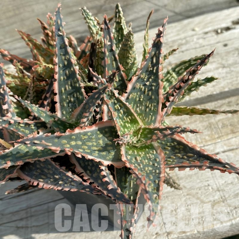 SH14684 Aloe TCT hybrid mix