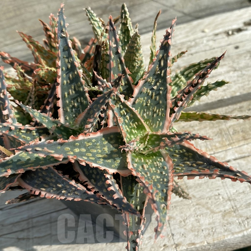 SH14684 Aloe TCT hybrid mix