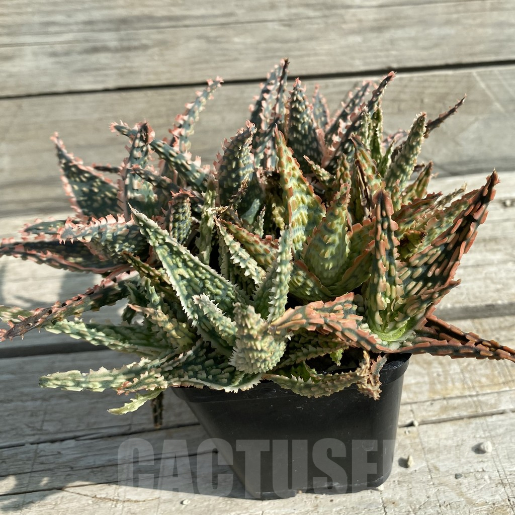 SH14684 Aloe TCT hybrid mix - Зображення 3