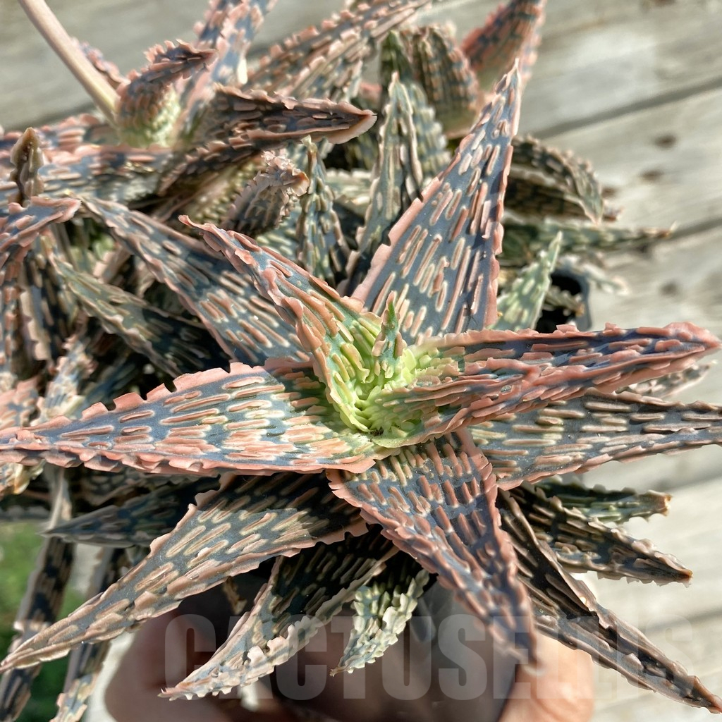 SH14685 Aloe TCT hybrid EN 54