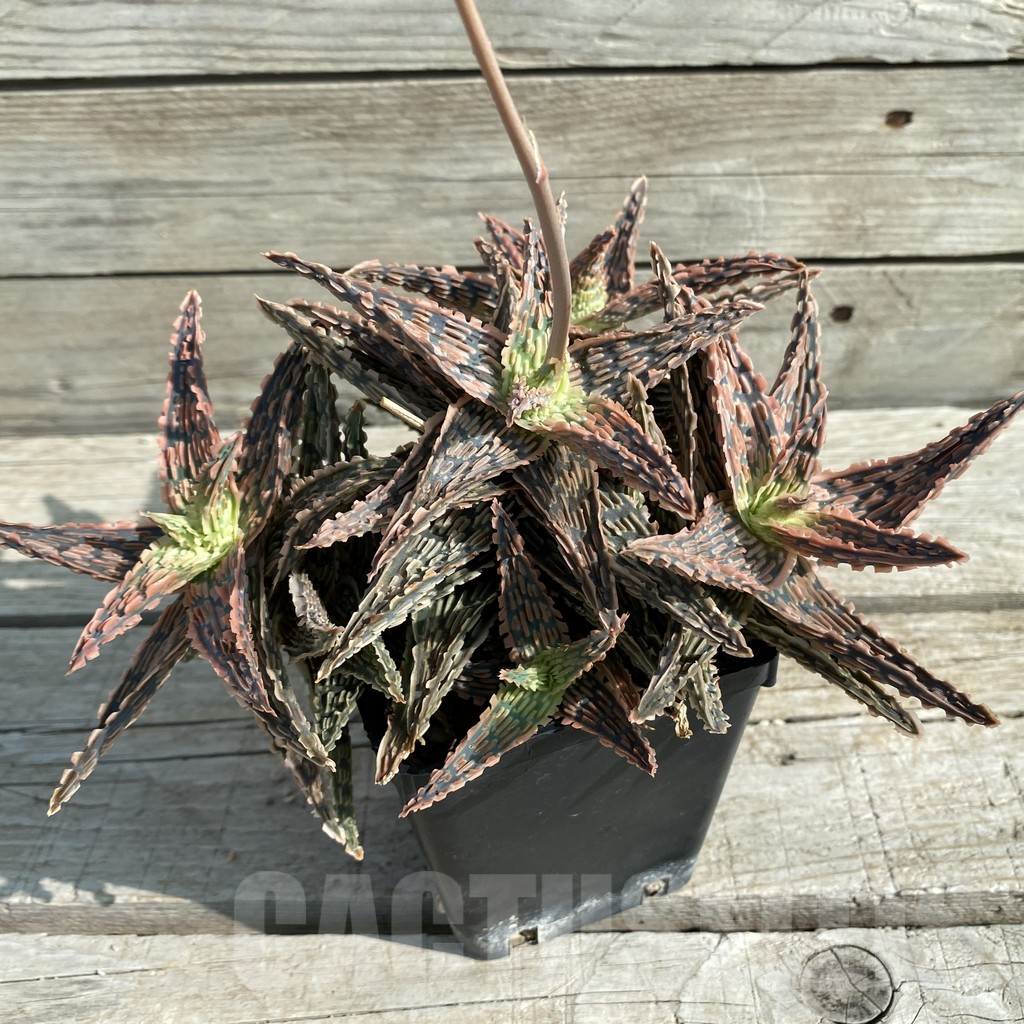 SH14685 Aloe TCT hybrid EN 54 - Image 2