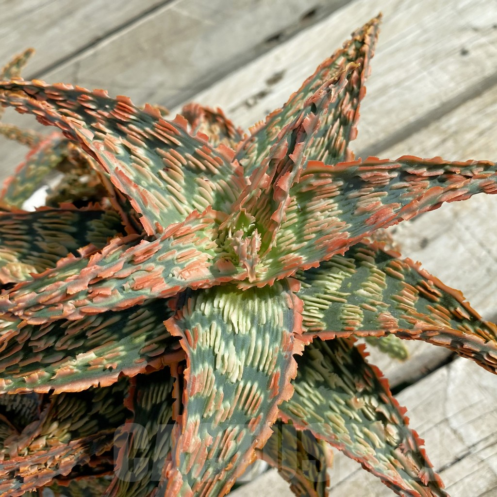 SH14686 Aloe TCT hybrid EN 32