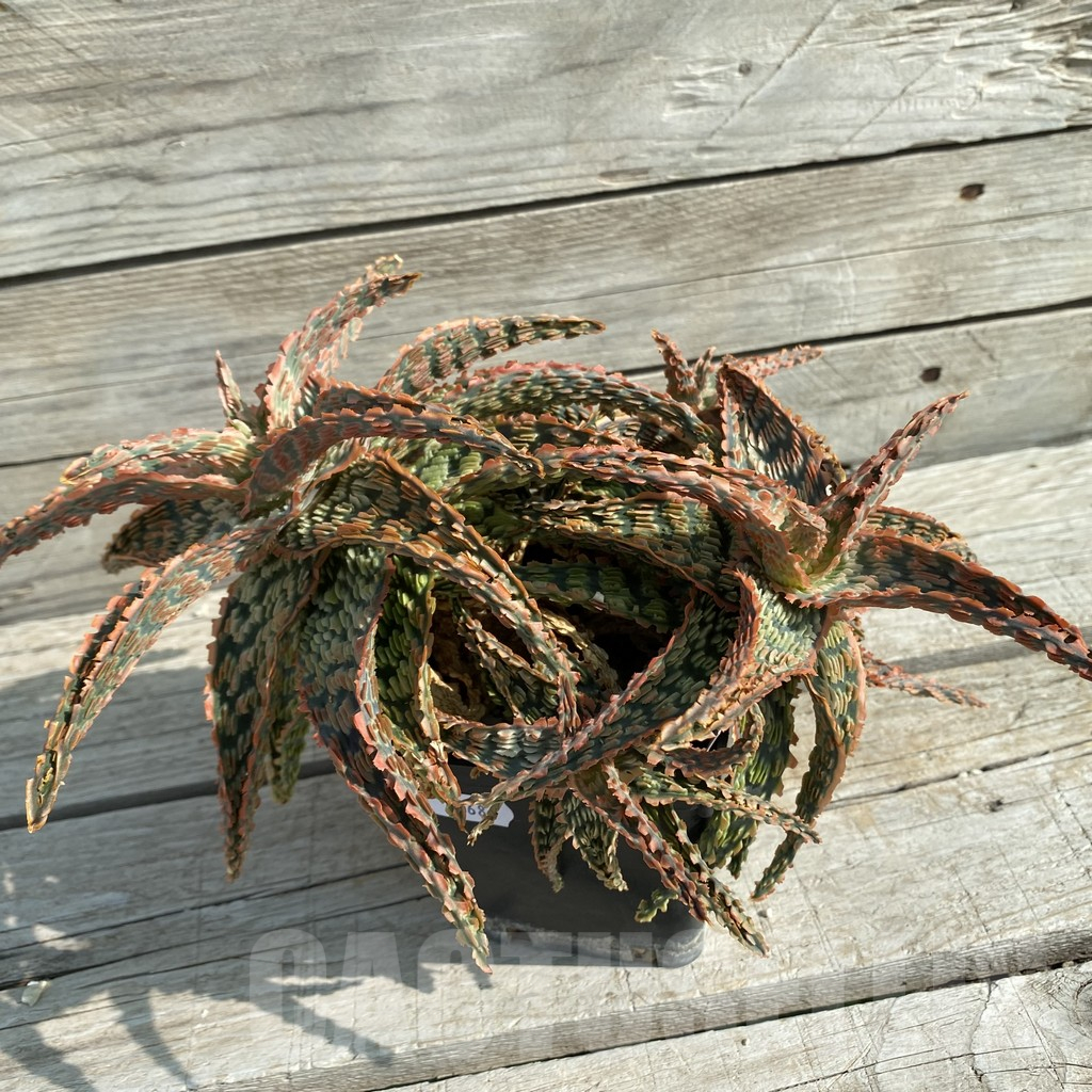 SH14686 Aloe TCT hybrid EN 32 - 画像 (2)