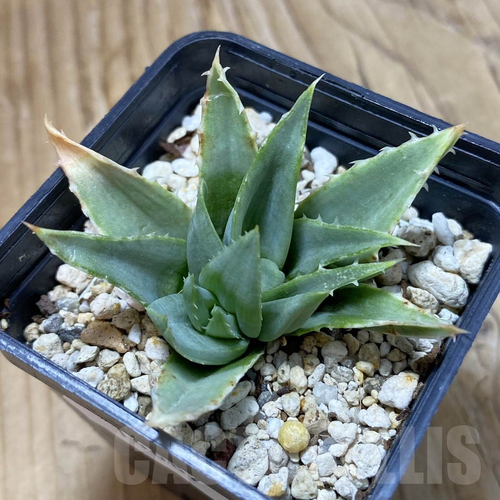 SH14687 Aloe polyphylla