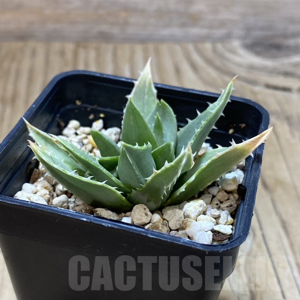 SH14687 Aloe polyphylla - immagine 2