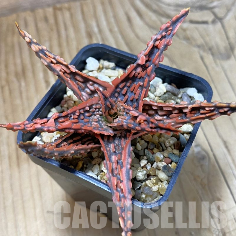 SH14688 Aloe TCT hybrid, seedling