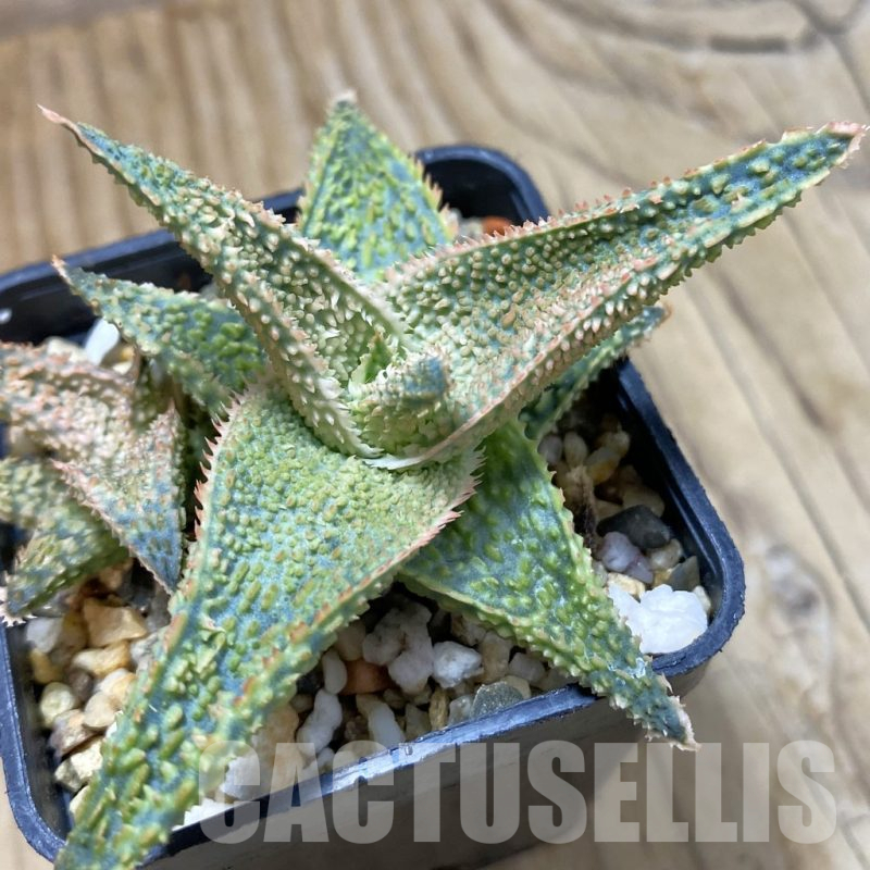 SH14689 Aloe TCT hybrid, seedling