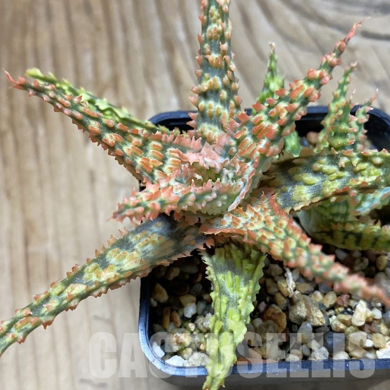 SH14690 Aloe TCT hybrid, seedling