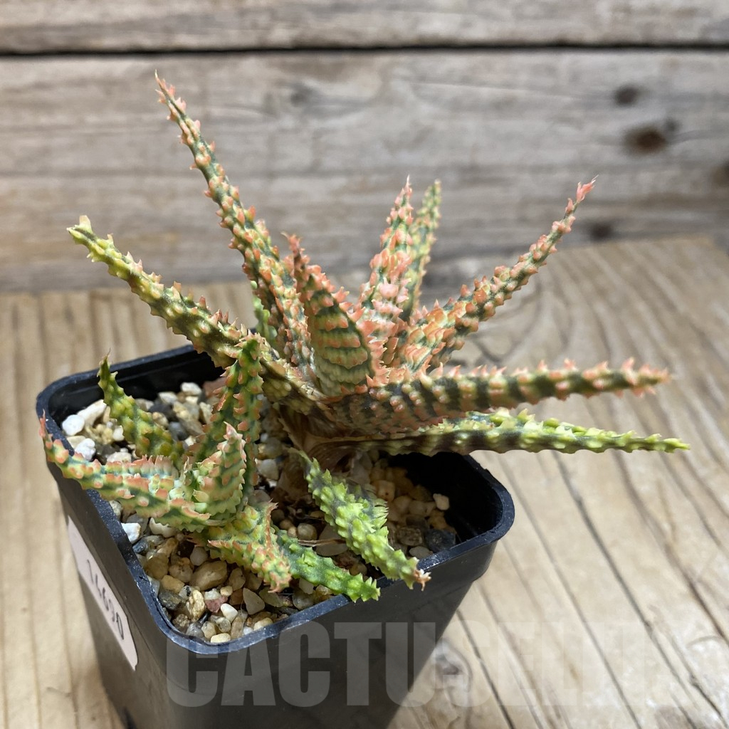 SH14690 Aloe TCT hybrid, seedling - Image 2