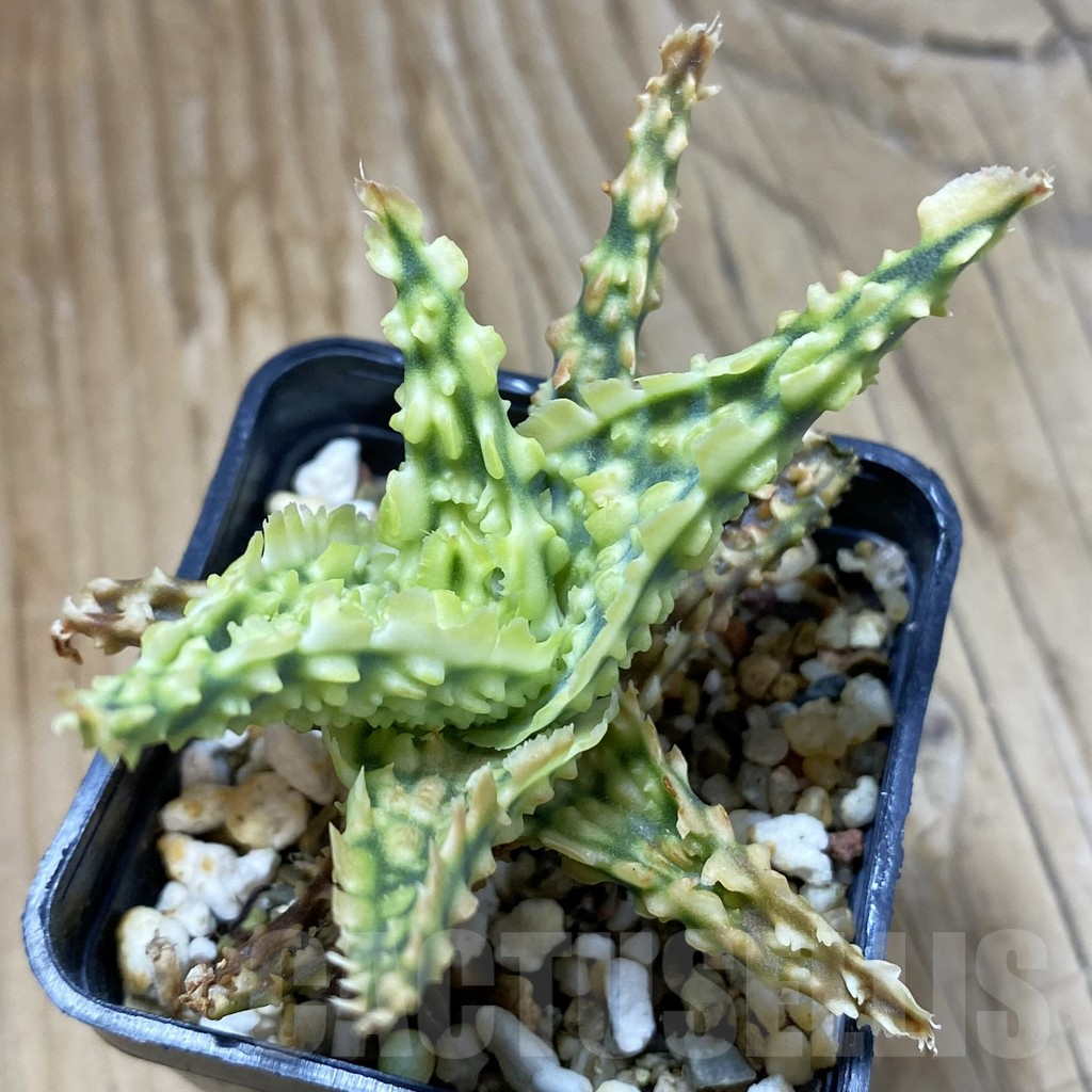 SH14691 Aloe TCT hybrid, seedling - Image 2