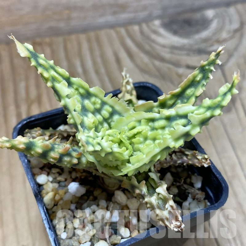 SH14691 Aloe TCT hybrid, seedling