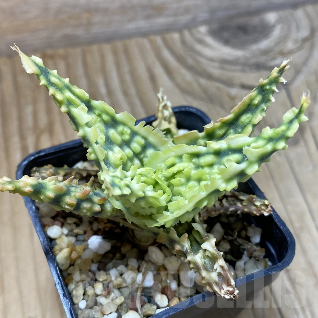 SH14691 Aloe TCT hybrid, seedling