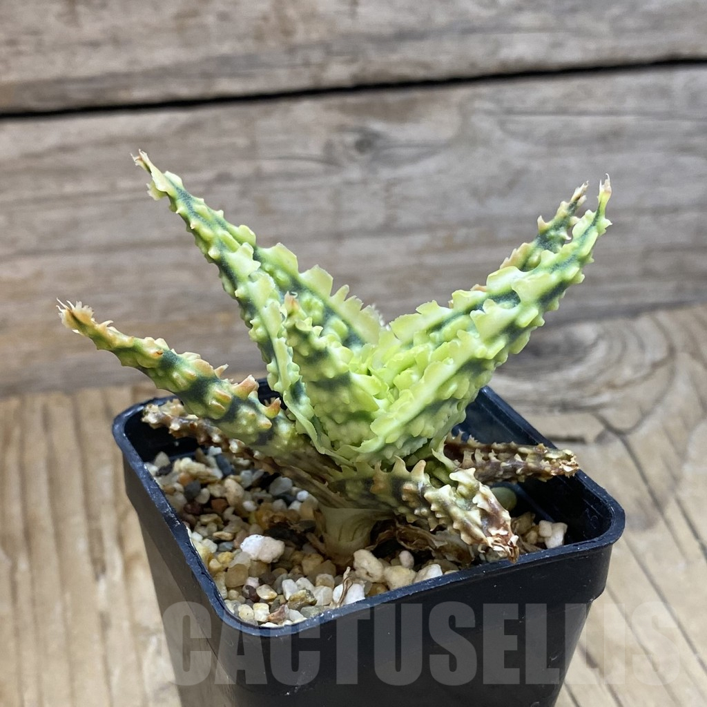 SH14691 Aloe TCT hybrid, seedling - Image 3