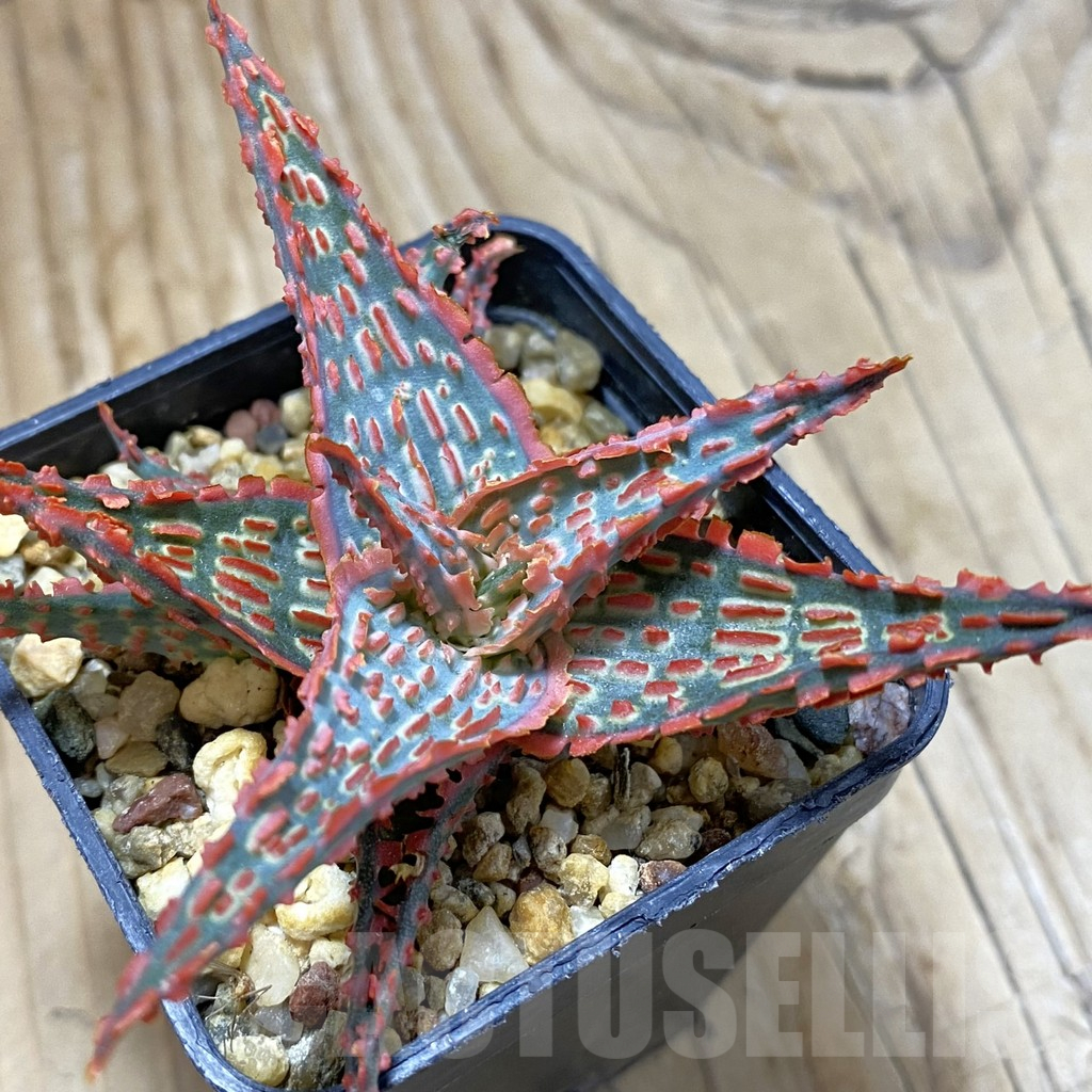 SH14692 Aloe TCT hybrid, seedling