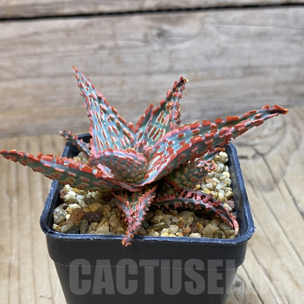 SH14692 Aloe TCT hybrid, seedling - Image 2