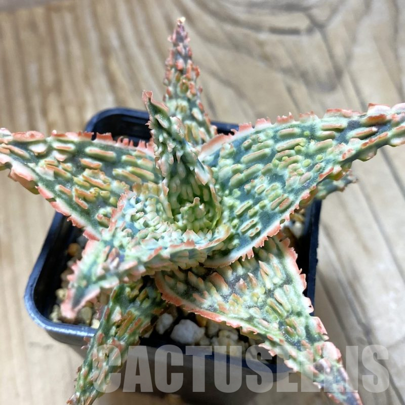 SH14693 Aloe TCT hybrid, seedling