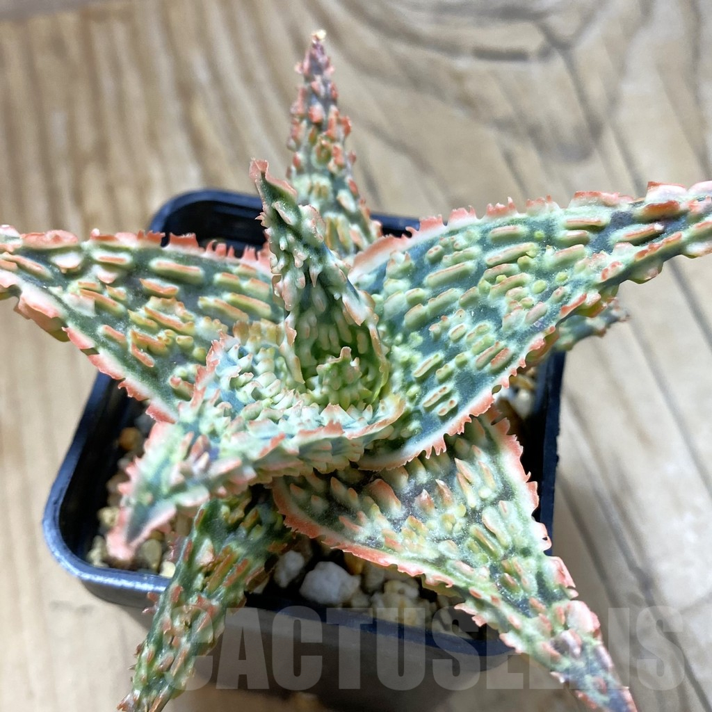 SH14693 Aloe TCT hybrid, seedling