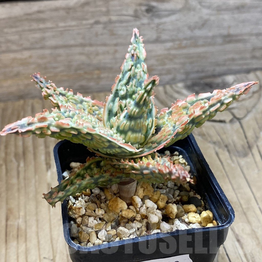 SH14693 Aloe TCT hybrid, seedling - Obrázek 2