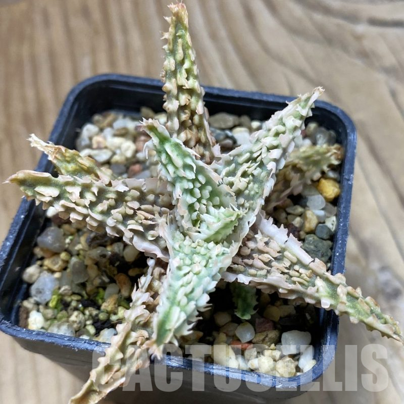 SH14694 Aloe TCT hybrid, seedling