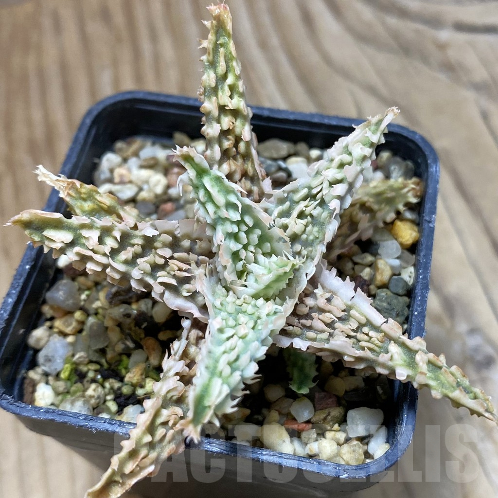 SH14694 Aloe TCT hybrid, seedling