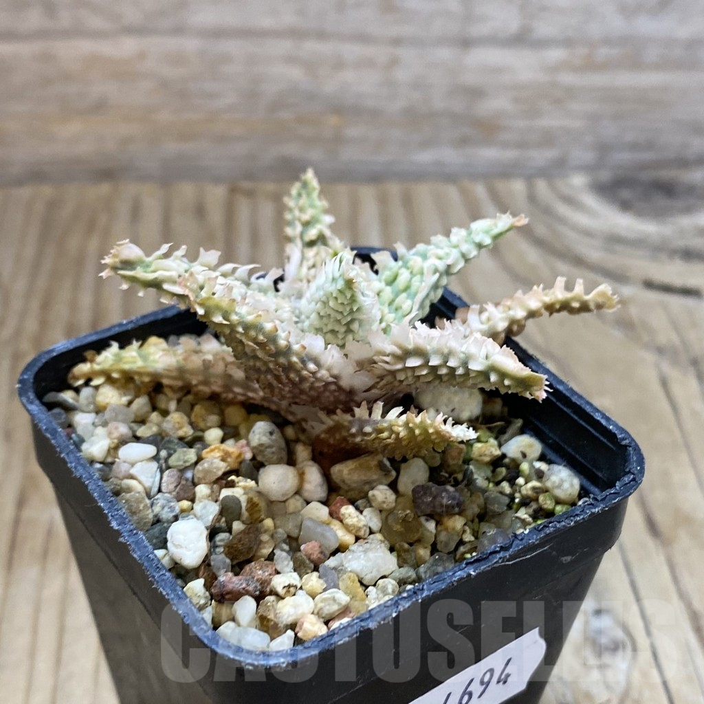 SH14694 Aloe TCT hybrid, seedling - immagine 2