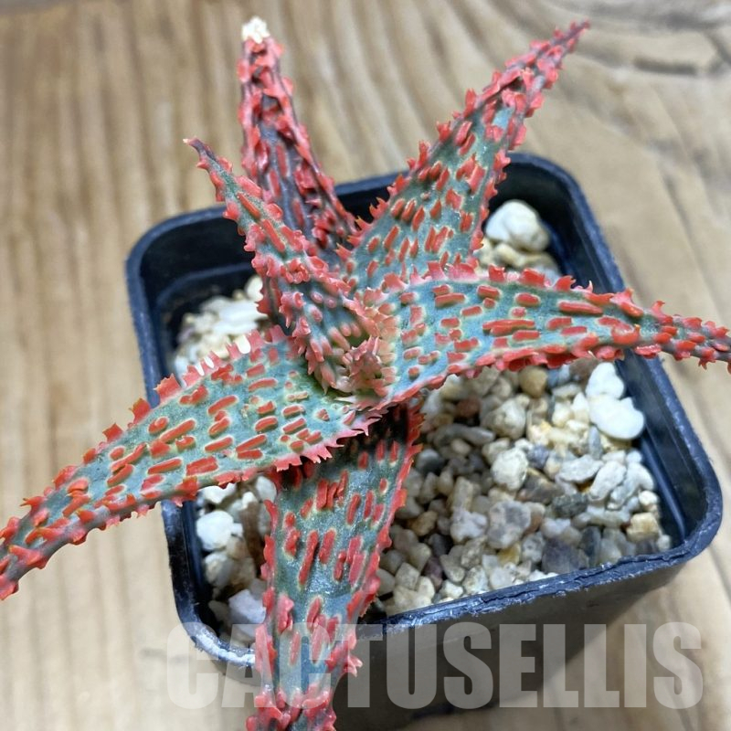 SH14695 Aloe TCT hybrid, seedling