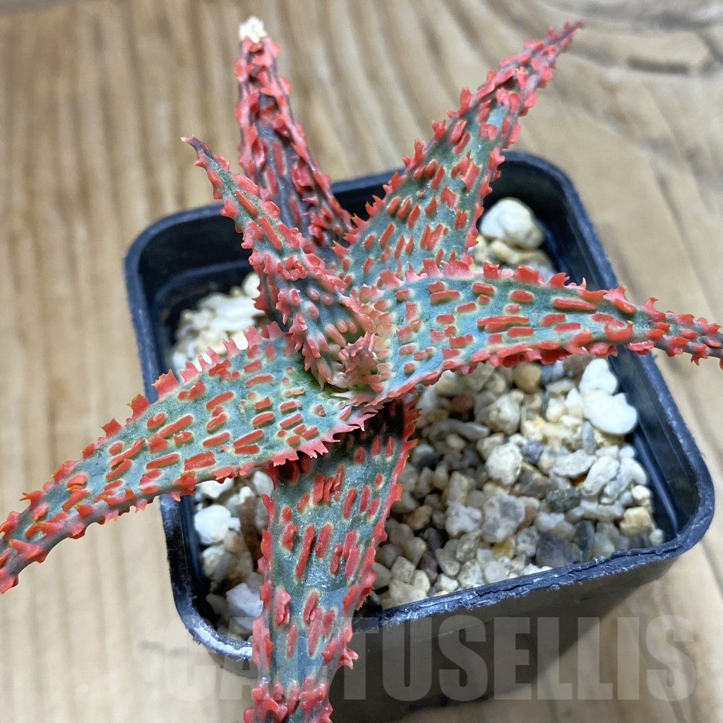 SH14695 Aloe TCT hybrid, seedling