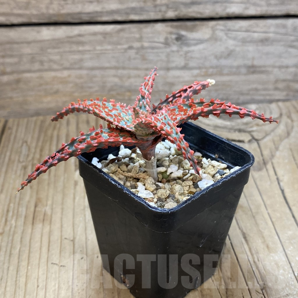 SH14695 Aloe TCT hybrid, seedling - Image 2