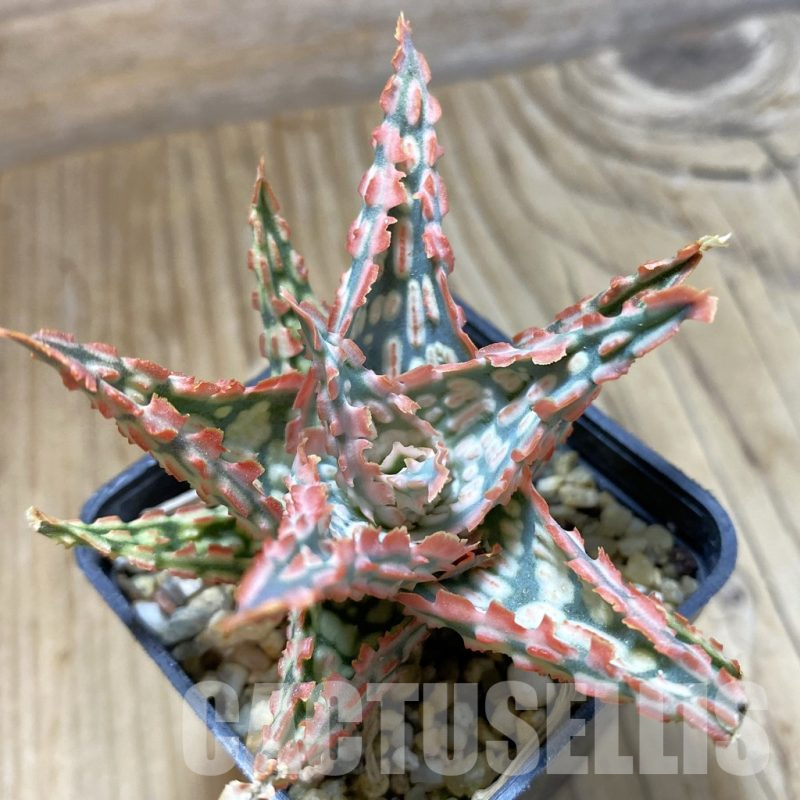 SH14696 Aloe TCT hybrid, seedling