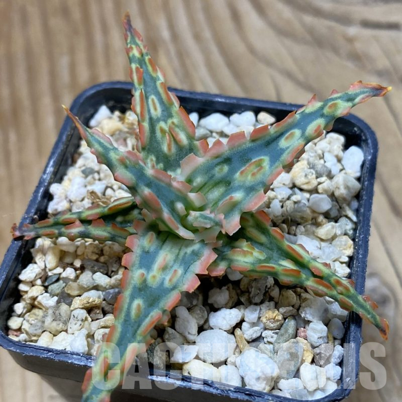 SH14697 Aloe TCT hybrid, seedling