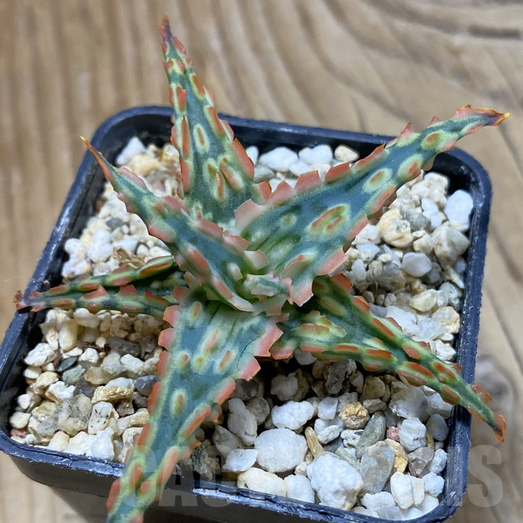 SH14697 Aloe TCT hybrid, seedling