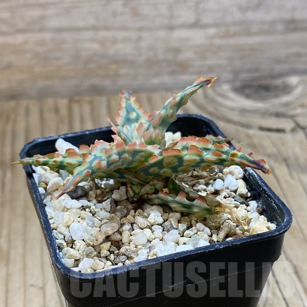 SH14697 Aloe TCT hybrid, seedling - Image 2